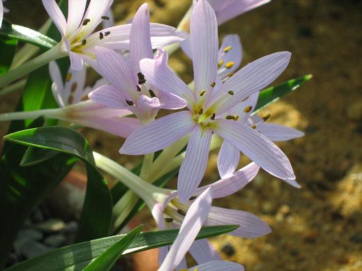 Colchicum cupanii 