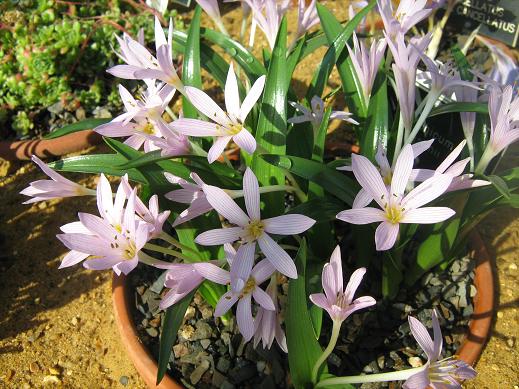 Colchicum cupanii 