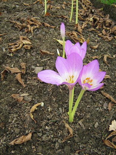 Colchicum 'Disraeli' 