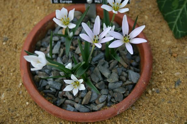 Colchicum hungaricum 