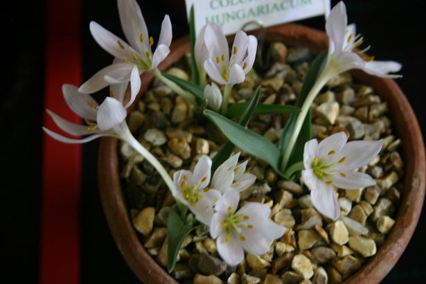 Colchicum hungaricum 