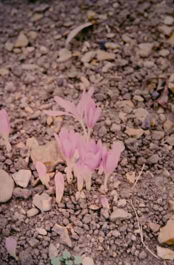 Colchicum laetum 