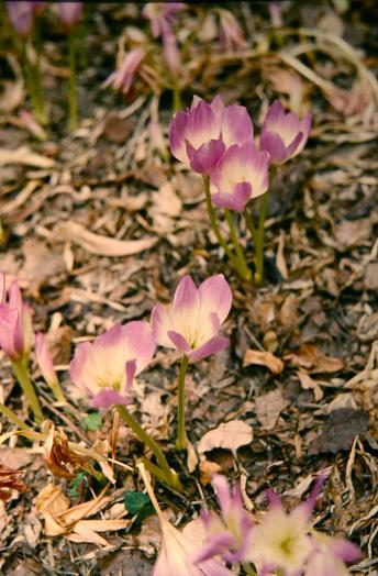 Colchicum lusitanicum 