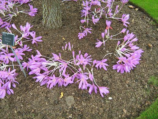 Colchicum 'Premier' 