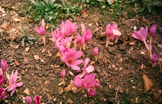 Colchicum tenorii 