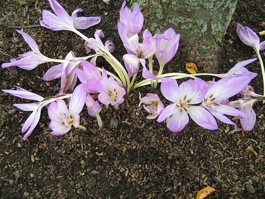 Colchicum 'The Giant' 