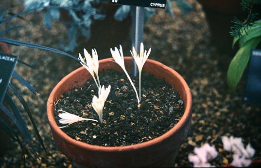 Colchicum troodii 