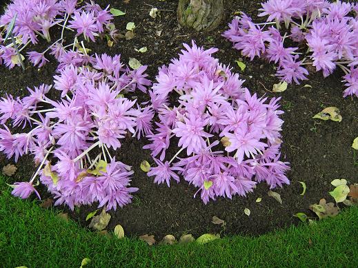 Colchicum 'Waterlily' 