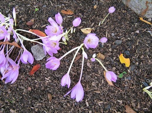 Colchicum 'William Dykes' 