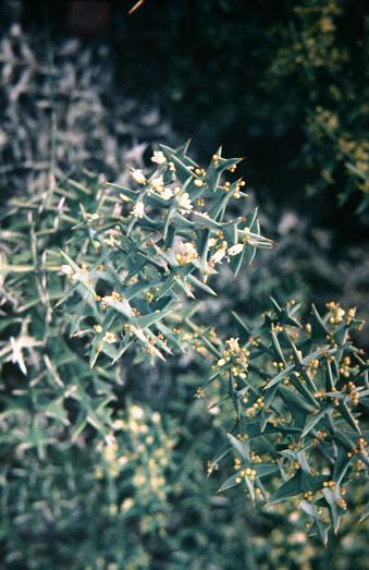 Colletia paradoxa 