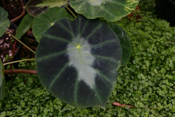 Colocasia affinis var jeningsii 