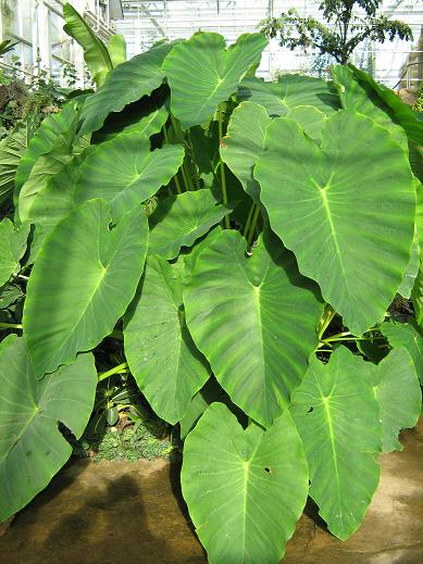 Colocasia esculenta 