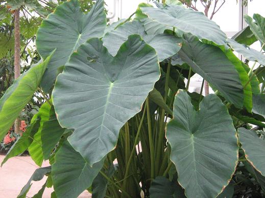 Colocasia esculenta 