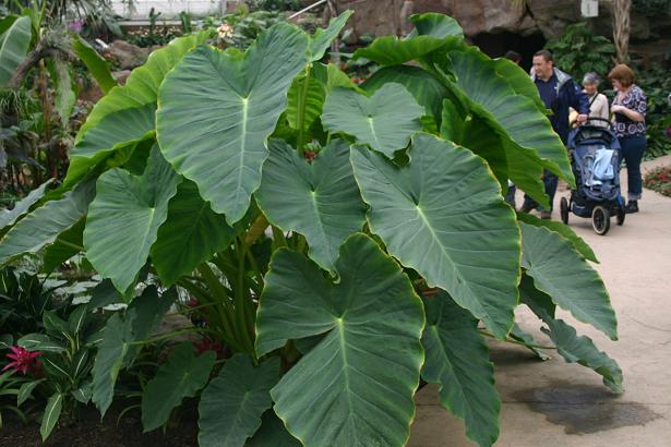 Colocasia esculenta 