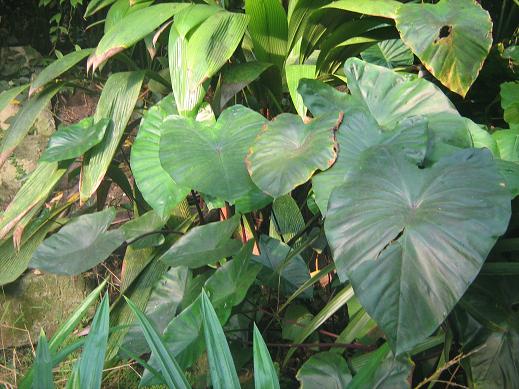 Colocasia esculenta 'Fontanesii' 