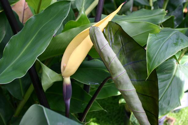 Colocasia esculenta 'Fontanesii' 