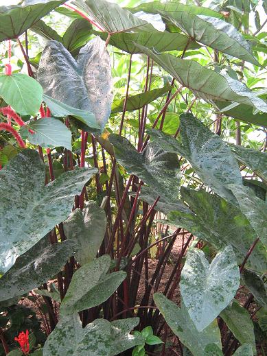 Colocasia esculenta 'Fontanesii' 