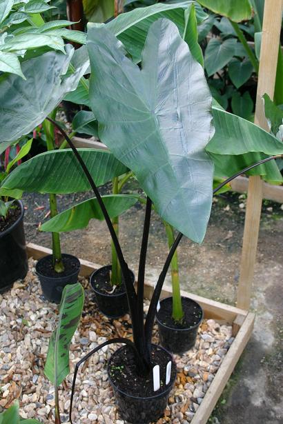 Colocasia esculenta 'Fontanesii' 