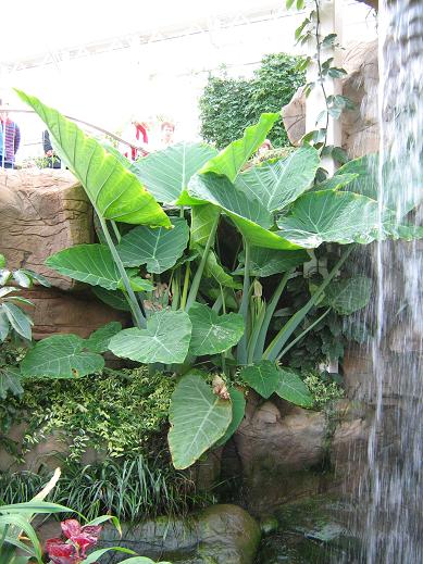 Colocasia gigantea 