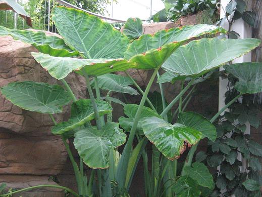 Colocasia gigantea 