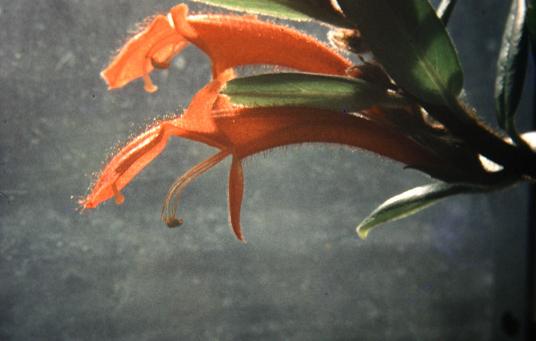 Columnea crassifolia 