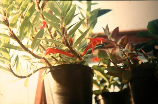 Columnea crassifolia 