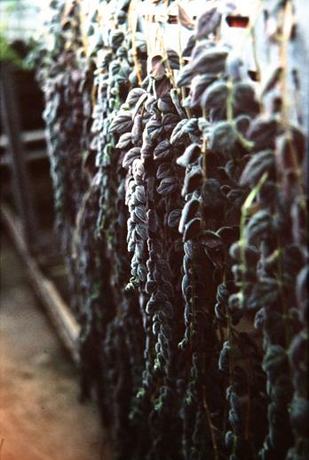 Columnea gloriosa 