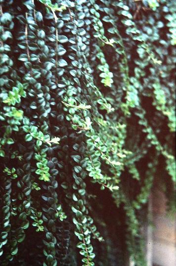 Columnea microphylla 