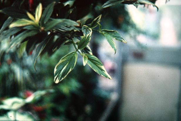 Columnea nicaraguensis 'Peter Willmott' 