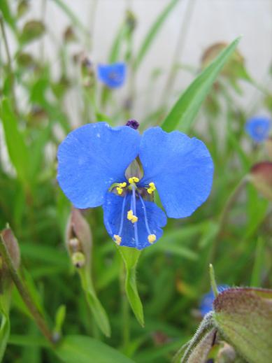 Commelina dianthifolia 