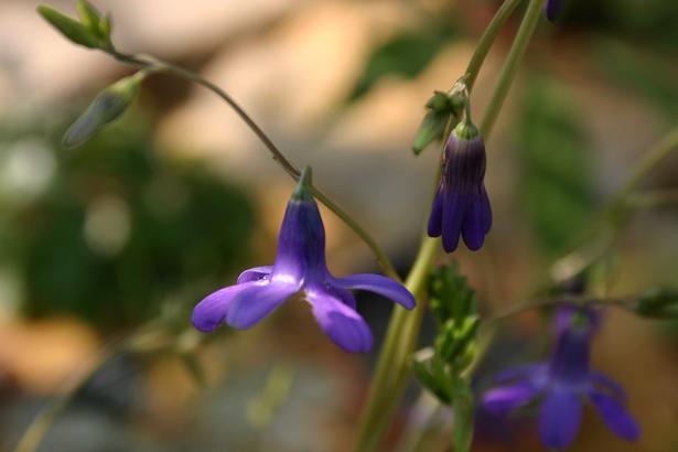 Conanthera campanulata 