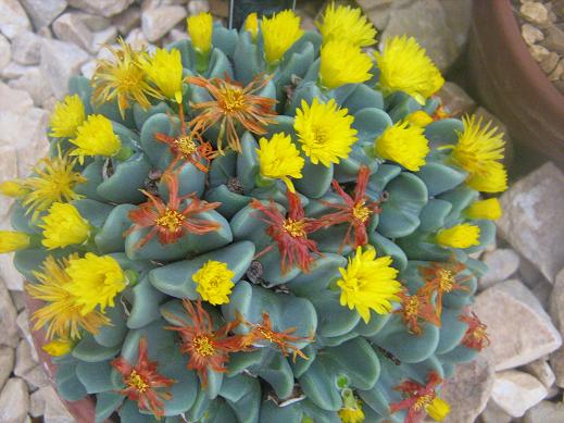 Conophytum pearsonii 