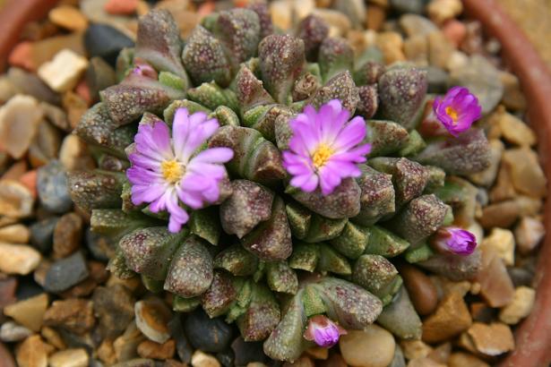 Conophytum ramiesbergensis 