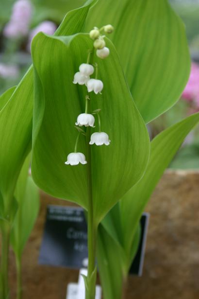 Convallaria keiskei 