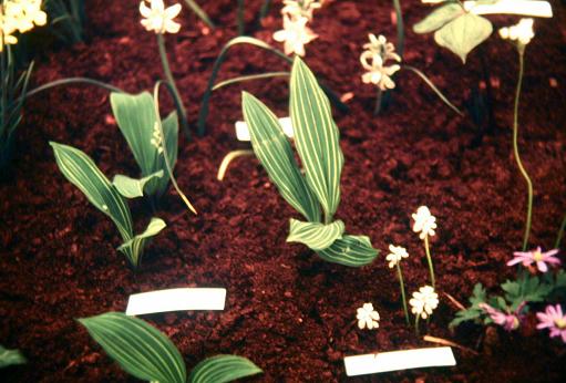 Convallaria majalis 'Lineata' 