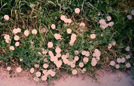 Convolvulus arvensis 