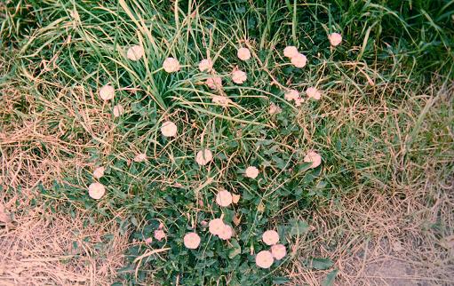 Convolvulus arvensis 