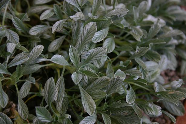 Convolvulus boissieri 