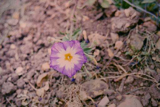 Convolvulus tricolor 