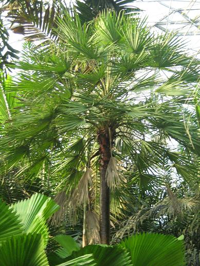 Copernicia prunifera 