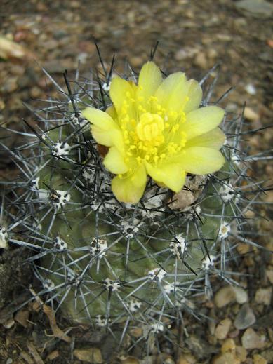 Copiapoa humilis 