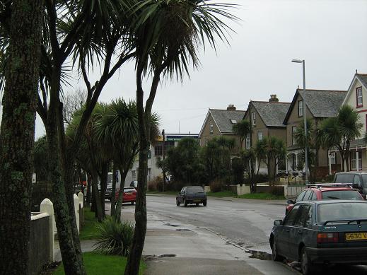 Cordyline australis 