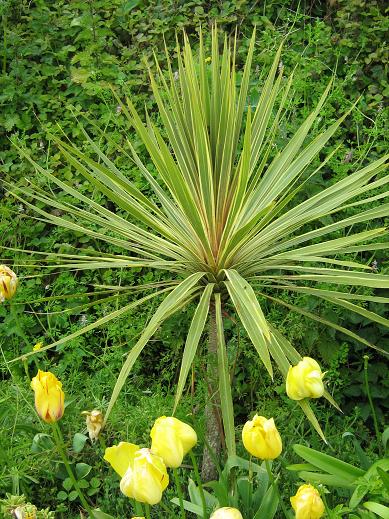 Cordyline australis 'Torbay Dazzler' 