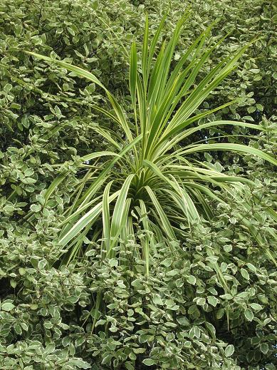 Cordyline australis 'Torbay Dazzler' 