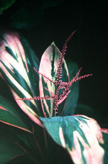 Cordyline fruticosa 