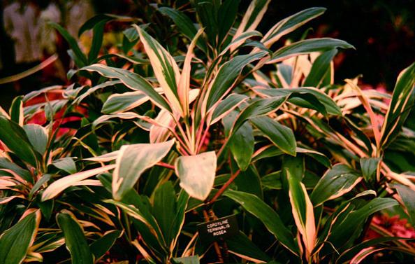 Cordyline terminalis 'Rosea' 