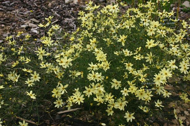 Coreopsis vertyicillata 'Moonbeam' 