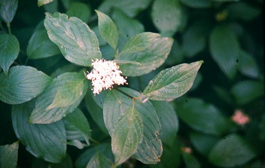 Cornus alba 