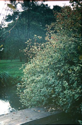 Cornus alba 'Elegantissima' 