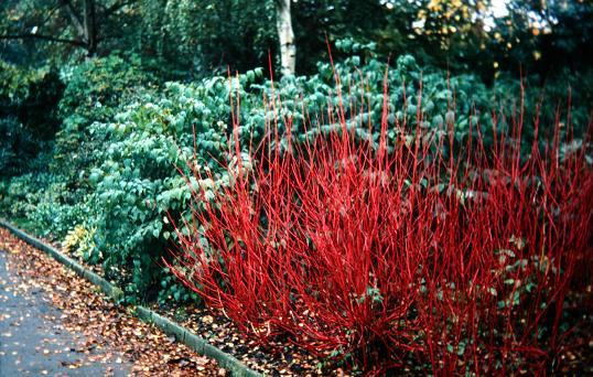 Cornus alba 'Sibirica' 